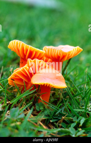 Calice Waxcaps (Hygrocybe cantharellus) che cresce su un prato. Powys, Wales, Regno Unito. Foto Stock