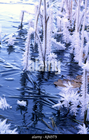 Diversi giorni di gelo trasformata per forte gradiente che copre il giunco crescendo attraverso il bordo di uno stagno in cristalli di ghiaccio. Powys, Wales, Regno Unito. Foto Stock