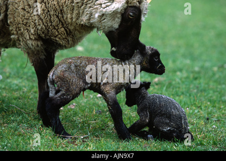 Clun Forest ewe with new born twin lambs. On an Organic farm, Perigord, France. Foto Stock