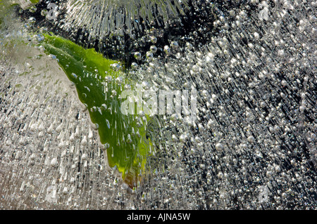 Il ghiaccio racchiusi Sedum leaf Foto Stock