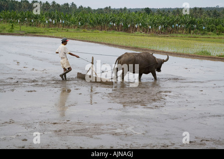 Un filippino riso imprenditore prepara il campo per il riso piantagione utilizzando Carabao. Foto Stock