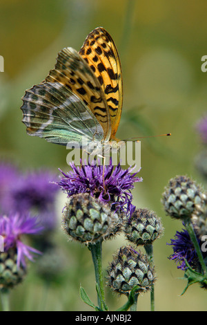 Argento-lavato Fritillary, Argynnis paphia, butterfly alimentando il fiordaliso nero fiore, Centaurea nigra Foto Stock