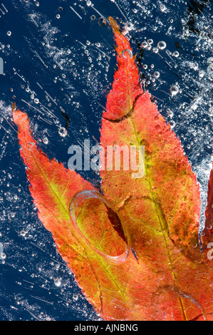 Rivestiti di ghiaccio giapponese maple leaf Foto Stock