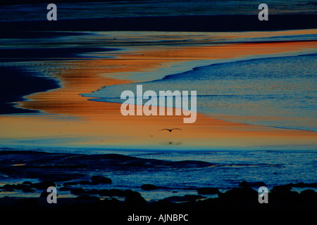 Heron, Ardea cinerea, al crepuscolo volando sopra la spiaggia con la bassa marea, Dunstan Steads, Dunstanborough Castello, Northumberland, Regno Unito Foto Stock