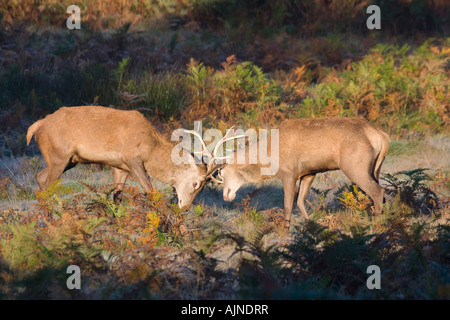 Deer stags combattimenti Richmond Park, London, Regno Unito Foto Stock