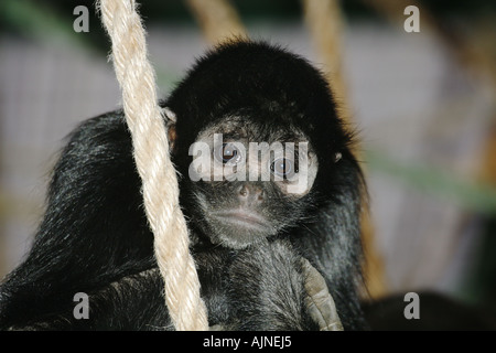 Nero colombiano di fronte Spider Monkey Ateles fusciceps robustus Colombia Foto Stock