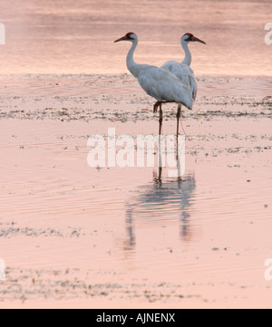 In pericolo di estinzione gru convulsa a Necedah National Wildlife Refuge. Queste gru migrare da di Chassahowitzka NWR in Florida Foto Stock