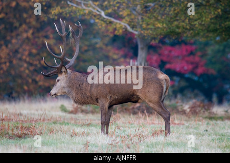 Red Deer Richmond Park Londra Inghilterra REGNO UNITO Foto Stock