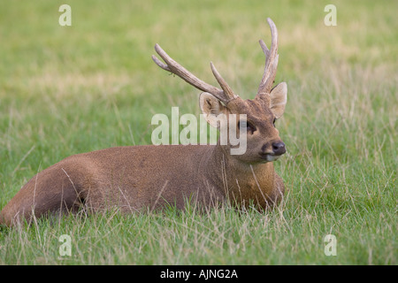 Porcinus Cervus porcinus indiano del cervo indiano Foto Stock