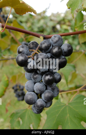 Mature Concord grappolo di uva sulla vite Foto Stock