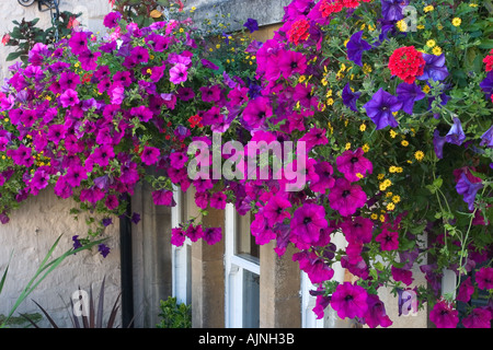 Bella viola nelle petunie in cestelli appesi al di fuori di una locanda in Bradford on Avon Wiltshire, Inghilterra Foto Stock