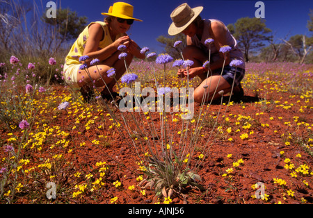 La molla fiori selvatici Karijini gamma Hamersley National Park Central Pilbara NW Western Australia in orizzontale Foto Stock