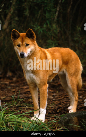 Dingo, Il Santuario di Healesville, Melbourne Foto Stock