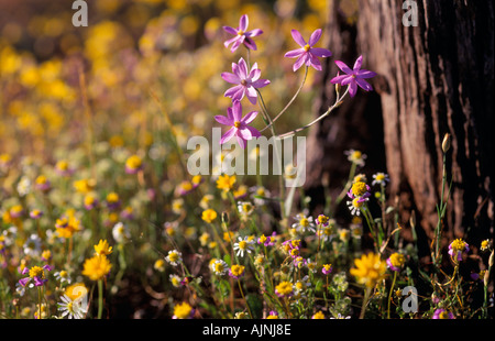 Fiori Selvatici, Kalbarri Parco Nazionale Murchison, distretto, Western Australia, orizzontale Foto Stock