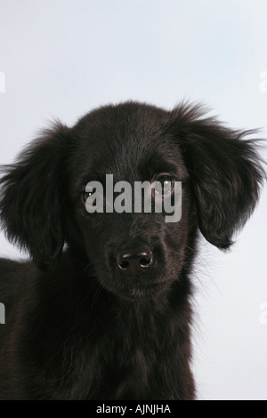 Appartamento rivestite Retriever cucciolo 12 settimane Foto Stock