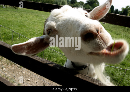 Silly caprone Foto Stock