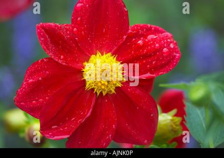 Coloratissimo fiore rosso Foto Stock