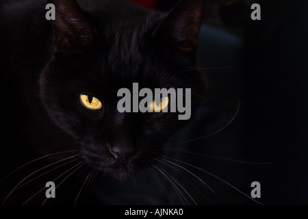 Un gatto nero con piercing gli occhi gialli Foto Stock