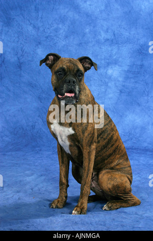 Boxer tedesco Deutscher Boxer Foto Stock