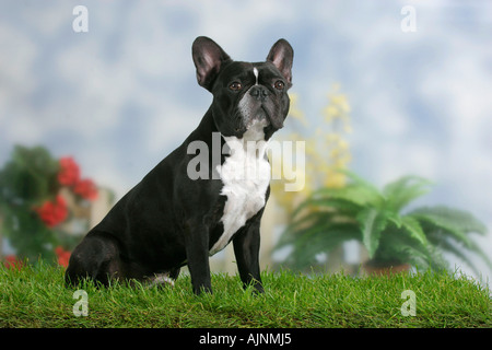 Bulldog francese Franzoesische Bulldogge Französische Bulldogge Foto Stock