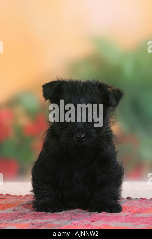 Scottish Terrier cucciolo di 6 settimane Foto Stock