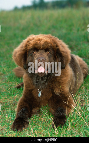 Terranova cane cucciolo Foto Stock