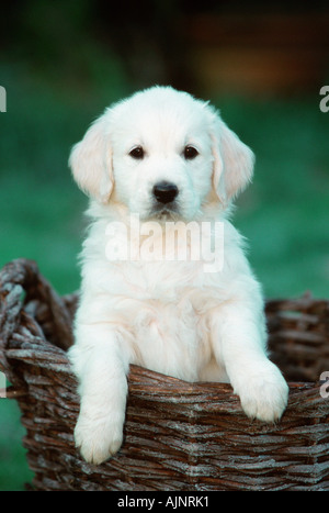 Golden Retriever cucciolo 8 settimane carrello Foto Stock