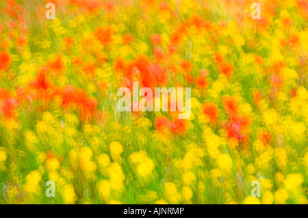 Impressione di papavero comune e il mais Le calendule Foto Stock