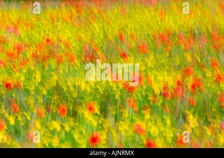 Impressione di papavero comune e il mais Le calendule Foto Stock