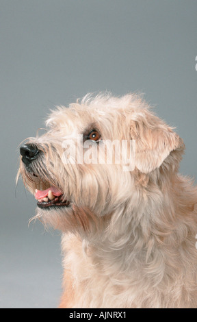 Glen of Imaal Terrier Foto Stock