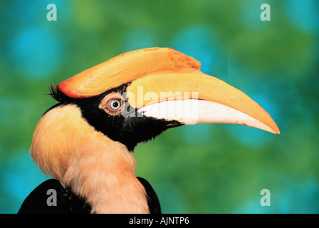 Great Indian Hornbill Buceros femmina simum profilo laterale Foto Stock