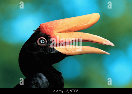 Rhinoceros Hornbill Buceros femmina di rinoceronte di profilo laterale Foto Stock