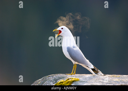 Vocalising gabbiano comune Foto Stock