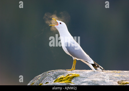 Vocalising gabbiano comune Foto Stock