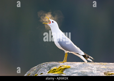 Vocalising gabbiano comune Foto Stock