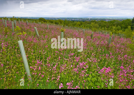 Comunità Formonthills Woodland Glenrothes Foto Stock