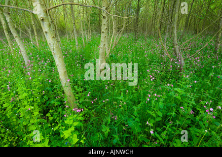 Comunità Formonthills Woodland Glenrothes Foto Stock