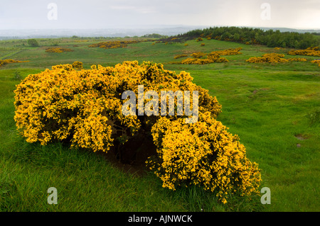 Comunità Formonthills Woodland Glenrothes Foto Stock