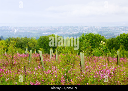 Comunità Formonthills Woodland Glenrothes Foto Stock