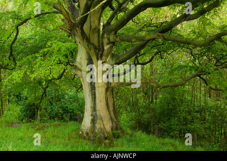 Comunità Formonthills Woodland Glenrothes Foto Stock