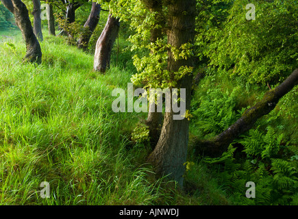 Comunità Formonthills Woodland Glenrothes Foto Stock