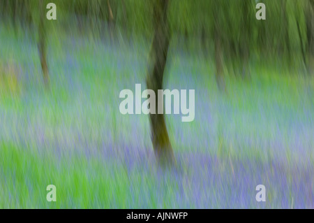 Bluebells pedunculate in legno di quercia Foto Stock