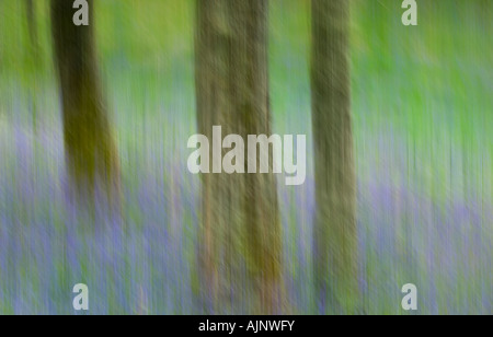 Bluebells pedunculate in legno di quercia Foto Stock