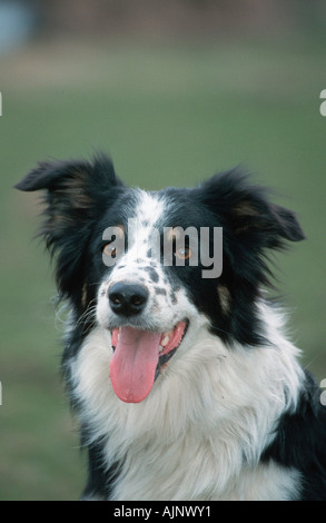 Collie di bordo Foto Stock