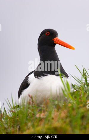 Oystercatcher sul tappeto erboso il tetto di una casa in Norvegia Foto Stock