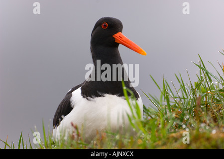 Oystercatcher sul tappeto erboso il tetto di una casa in Norvegia Foto Stock