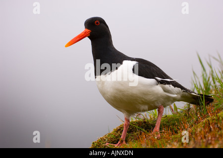 Oystercatcher sul tappeto erboso il tetto di una casa in Norvegia Foto Stock