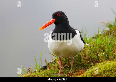 Oystercatcher sul tappeto erboso il tetto di una casa in Norvegia Foto Stock