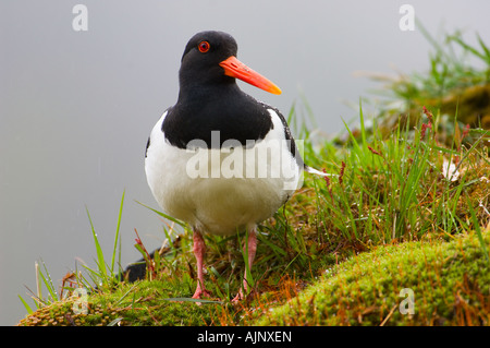 Oystercatcher sul tappeto erboso il tetto di una casa in Norvegia Foto Stock