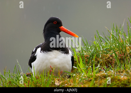 Oystercatcher sul tappeto erboso il tetto di una casa in Norvegia Foto Stock